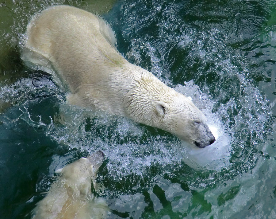 Eisbärjungtier ANORI und Eisbärin VILMA am 5. August 2012 im Wuppertaler Zoo