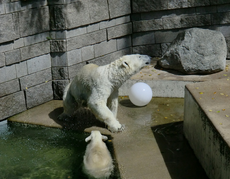 Eisbärin VILMA und Eisbärjungtier ANORI am 5. August 2012 im Zoologischen Garten Wuppertal
