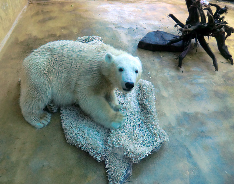 Eisbärjungtier ANORI am 16. September 2012 im Zoologischen Garten Wuppertal
