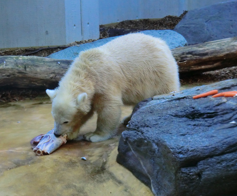 Eisbärjungtier ANORI am 16. September 2012 im Wuppertaler Zoo