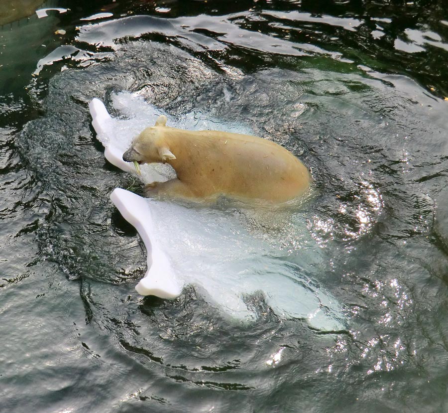Eisbärjungtier ANORI am 20. Oktober 2012 im Zoo Wuppertal