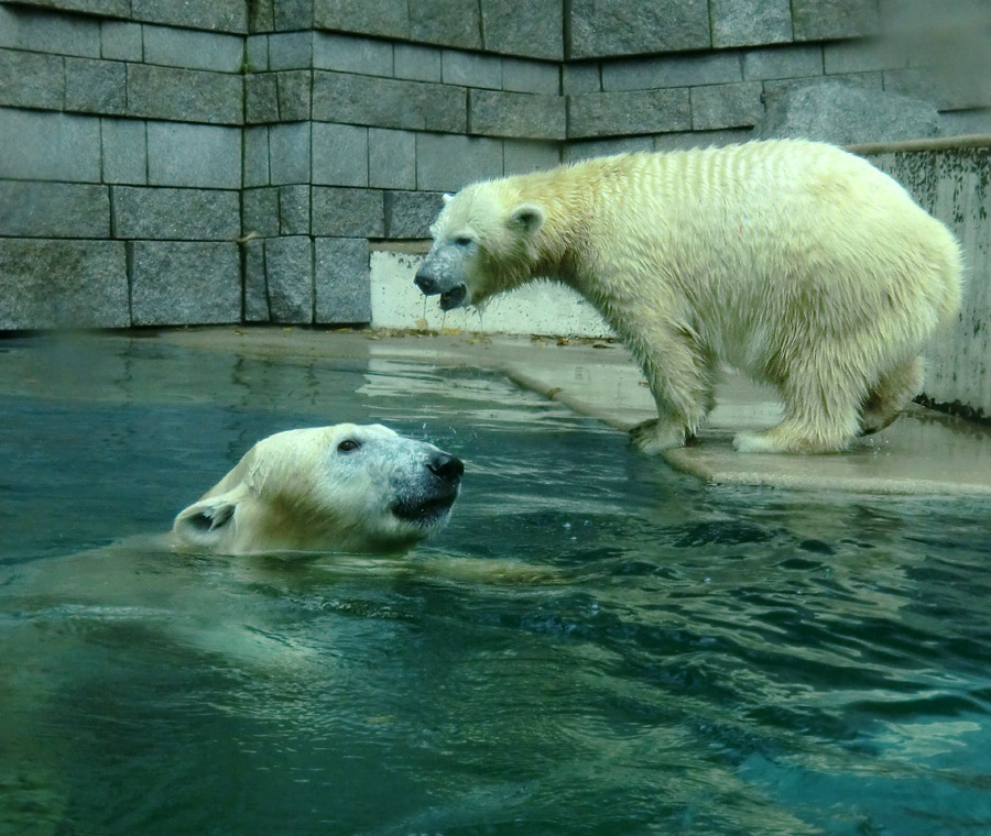 Eisbärin VILMA und Eisbärjungtier ANORI am 10. November 2012 im Zoologischen Garten Wuppertal