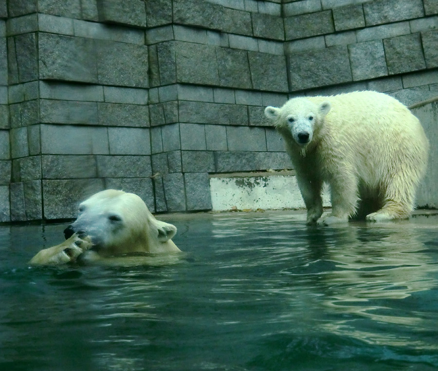 Eisbärin VILMA und Eisbärjungtier ANORI am 10. November 2012 im Wuppertaler Zoo