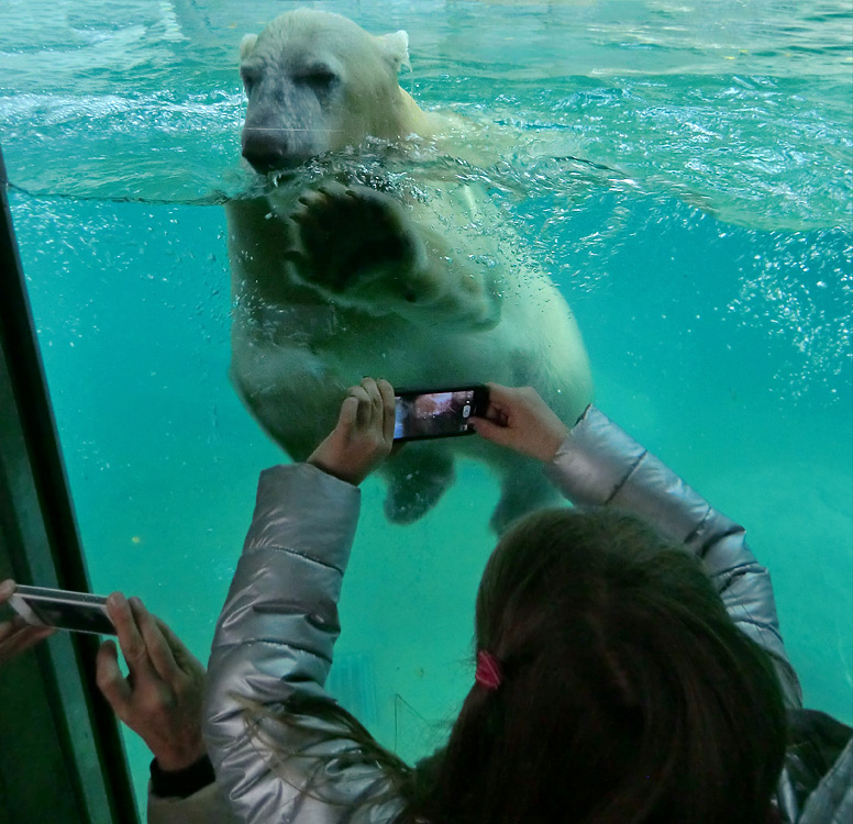 Eisbärjungtier ANORI am 11. November 2012 im Zoologischen Garten Wuppertal