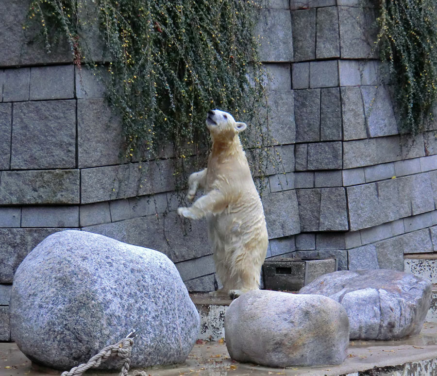 Eisbärjungtier ANORI am 11. November 2012 im Wuppertaler Zoo