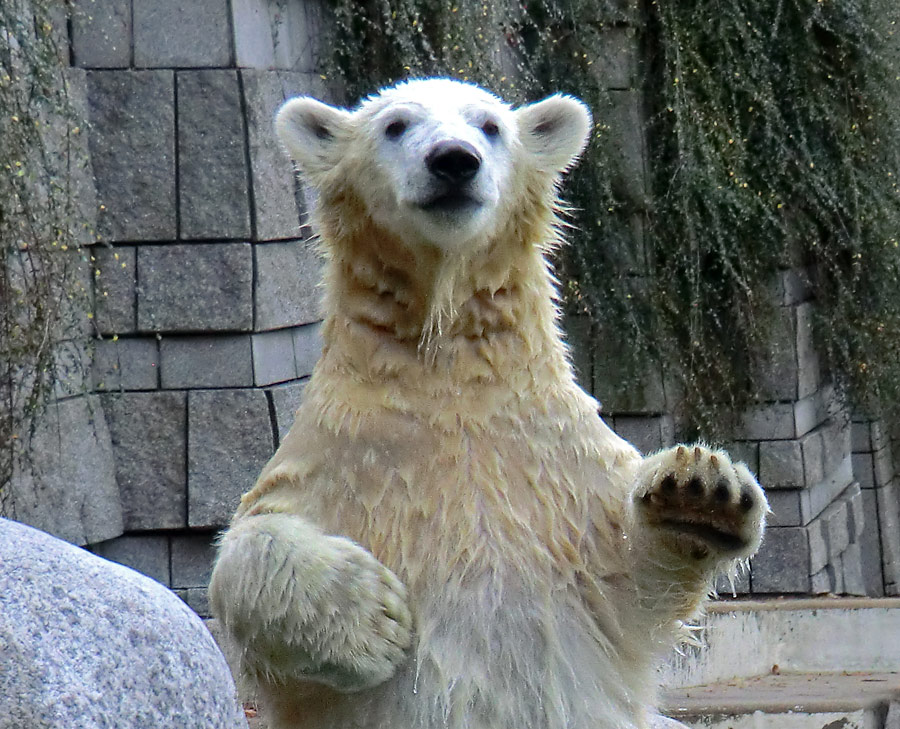 Eisbärjungtier ANORI am 11. November 2012 im Zoologischen Garten Wuppertal