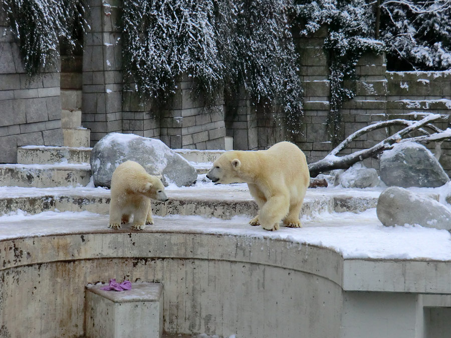Eisbärjungtier ANORI und Eisbärin VILMA am 8. Dezember 2012 im Zoo Wuppertal