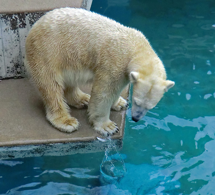 Eisbärin VILMA am 22. Dezember 2012 im Zoologischen Garten Wuppertal