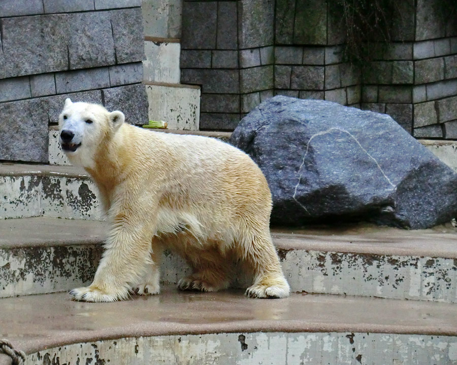Eisbärin VILMA am 6. Januar 2013 im Wuppertaler Zoo