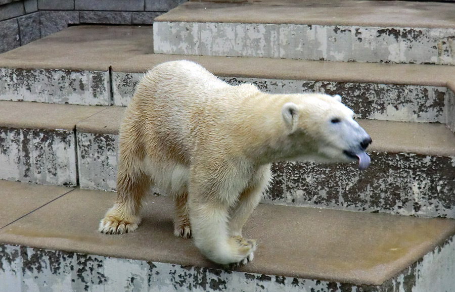 Eisbärin VILMA am 6. Januar 2013 im Zoologischen Garten Wuppertal