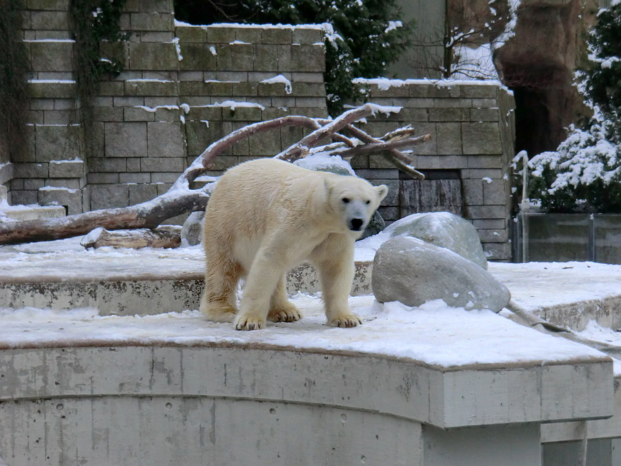 Eisbärin VILMA am 18. Januar 2013 im Zoo Wuppertal