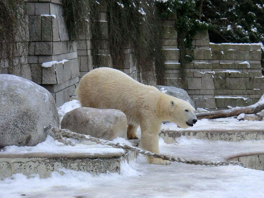 Eisbärin VILMA am 18. Januar 2013 im Wuppertaler Zoo