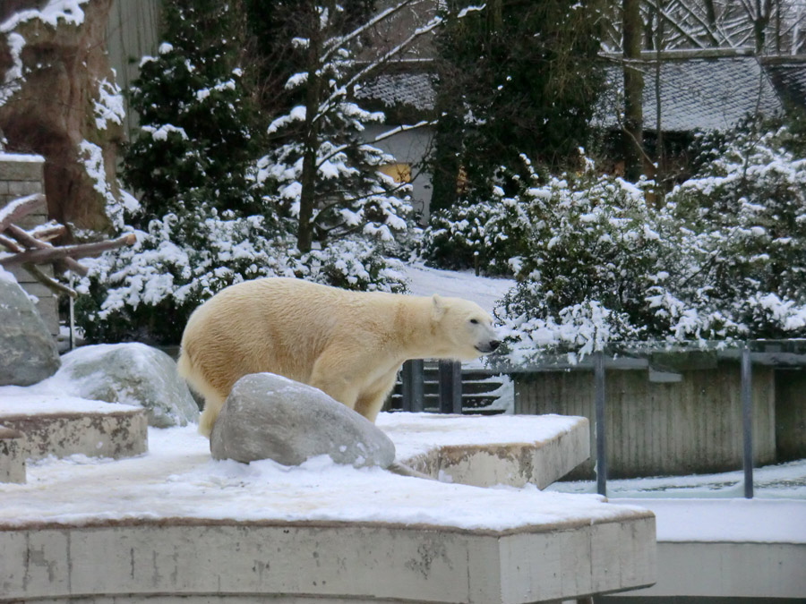 Eisbärin VILMA am 18. Januar 2013 im Zoologischen Garten Wuppertal
