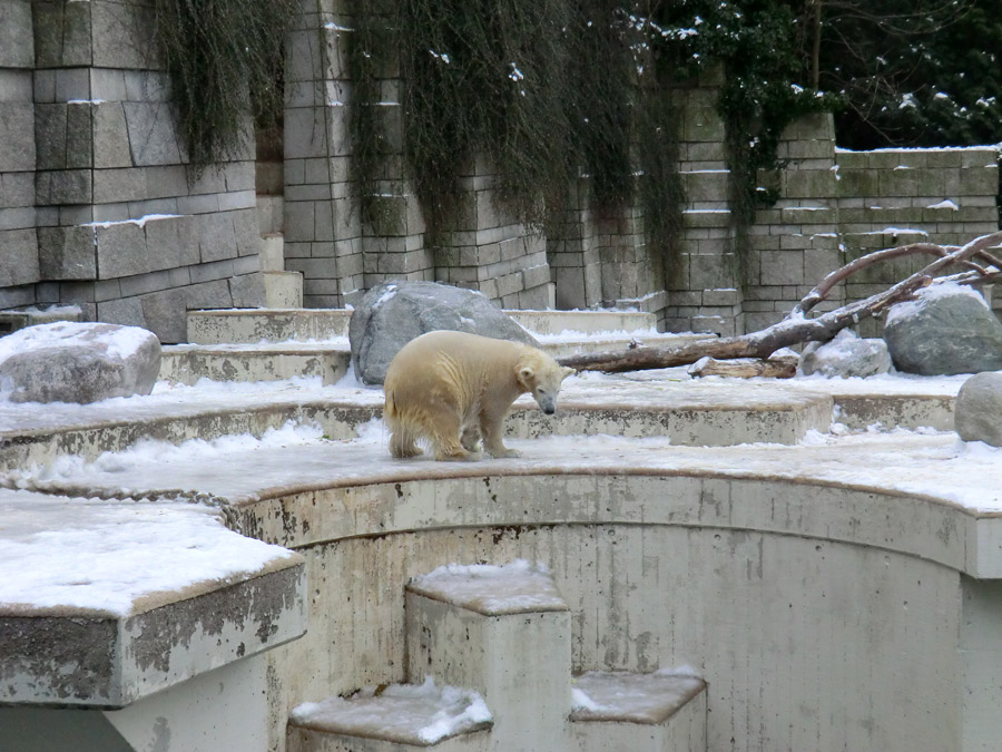Eisbärjungtier ANORI am 19. Januar 2013 im Zoo Wuppertal