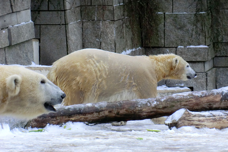 Eisbärin VILMA und Eisbärjungtier ANORI am 19. Januar 2013 im Zoologischen Garten Wuppertal