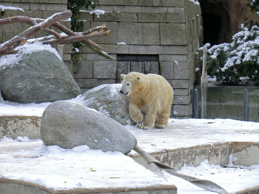 Eisbärjungtier ANORI am 19. Januar 2013 im Wuppertaler Zoo