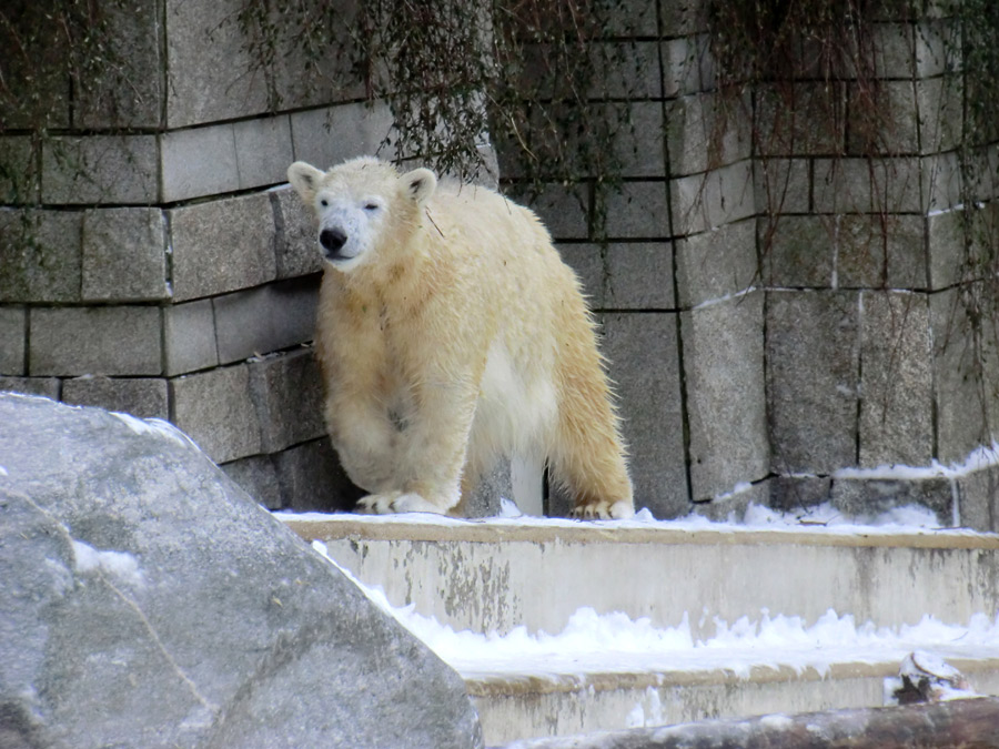 Eisbärjungtier ANORI am 19. Januar 2013 im Zoologischen Garten Wuppertal