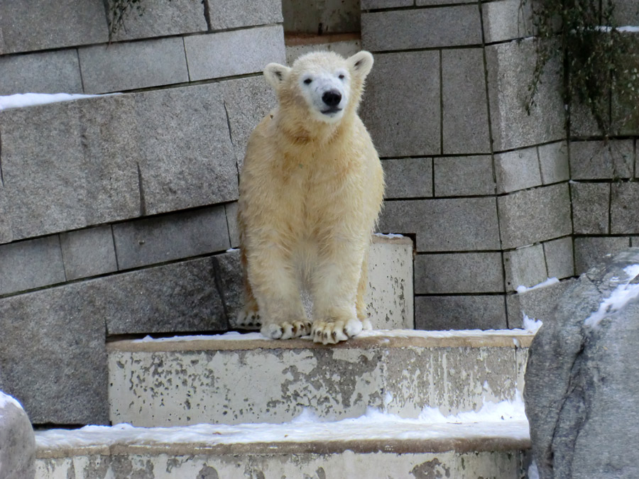 Eisbärjungtier ANORI am 19. Januar 2013 im Wuppertaler Zoo