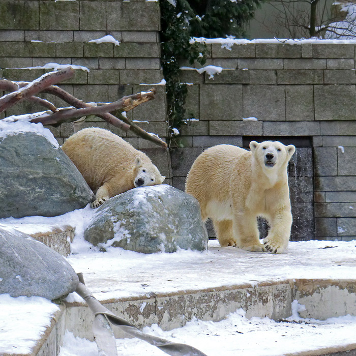 Eisbärjungtier ANORI und Eisbärin VILMA am 19. Januar 2013 im Wuppertaler Zoo