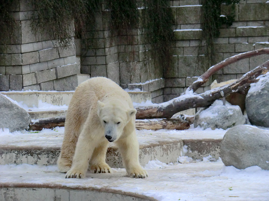 Eisbärin VILMA am 19. Januar 2013 im Wuppertaler Zoo
