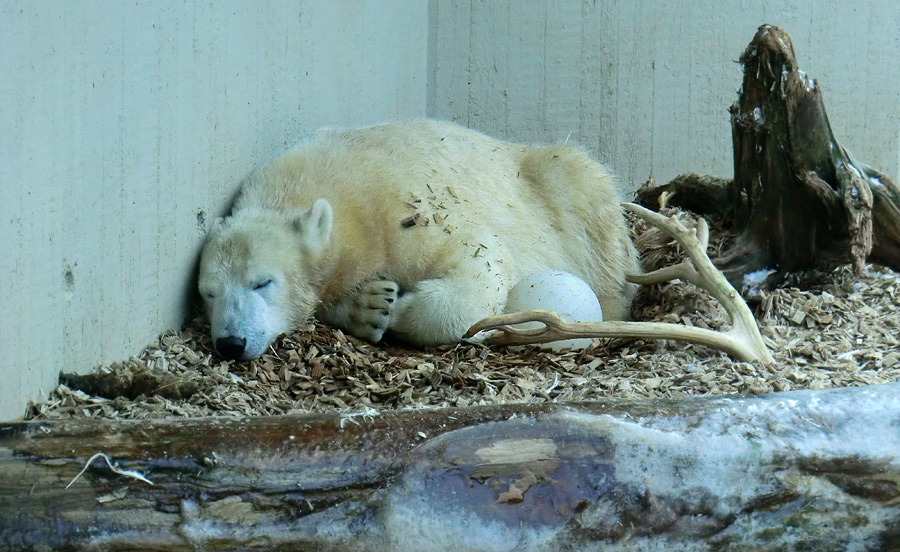 Eisbärjungtier ANORI am 26. Januar 2013 im Wuppertaler Zoo