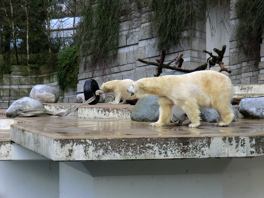Eisbärjungtier ANORI und Eisbärin VILMA am 2. Februar 2013 im Zoo Wuppertal