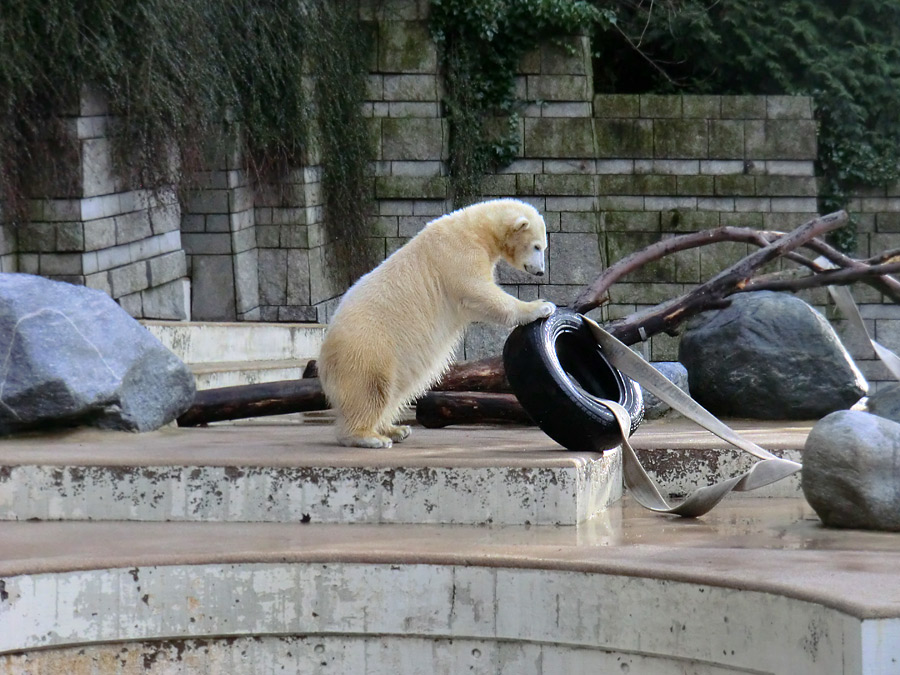 Eisbärjungtier ANORI am 2. Februar 2013 im Zoologischen Garten Wuppertal