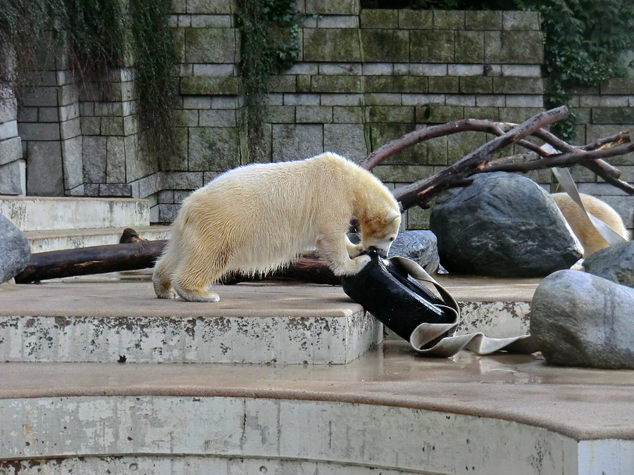 Eisbärjungtier ANORI am 2. Februar 2013 im Wuppertaler Zoo