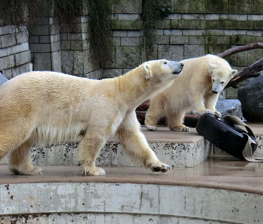 Eisbärin VILMA und Eisbärjungtier ANORI am 2. Februar 2013 im Zoologischen Garten Wuppertal