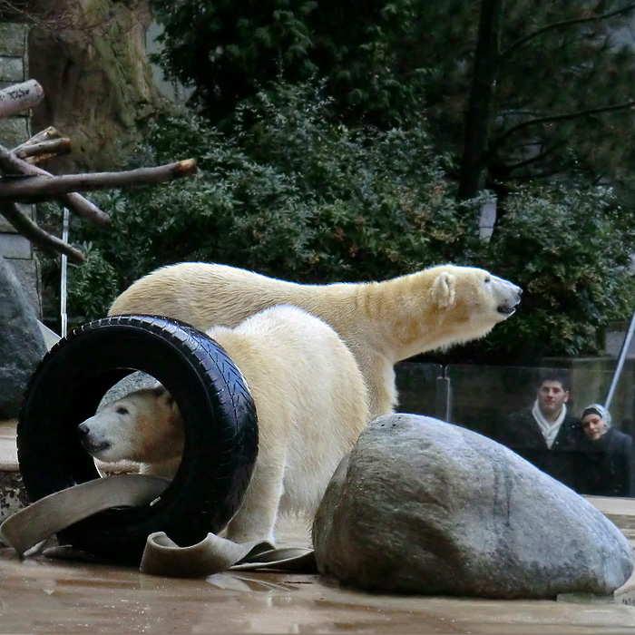 Eisbären am 2. Februar 2013 im Wuppertaler Zoo