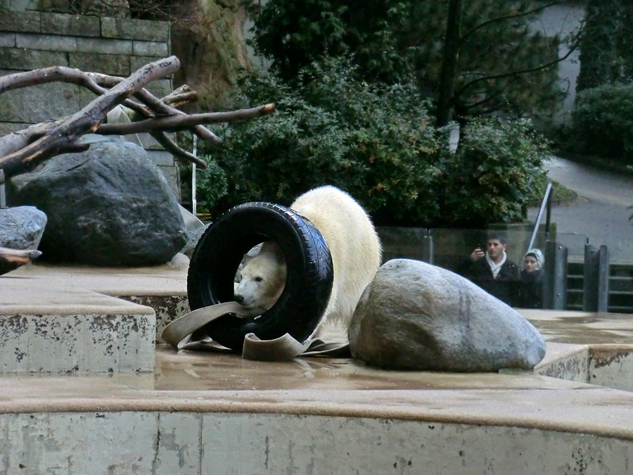 Eisbärjungtier ANORI am 2. Februar 2013 im Zoologischen Garten Wuppertal