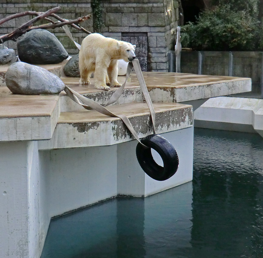 Eisbärin VILMA am 2. Februar 2013 im Zoo Wuppertal