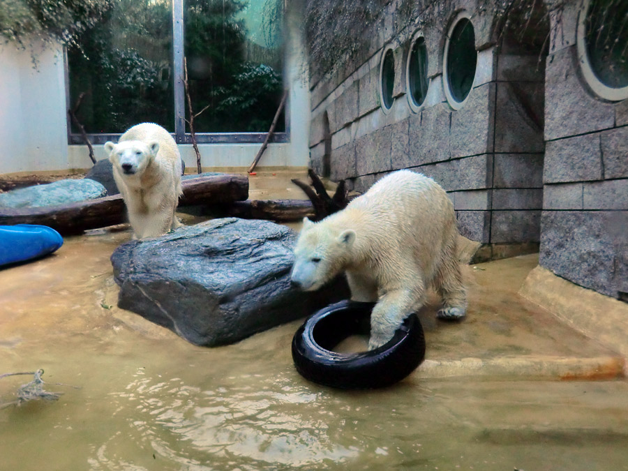 Eisbärin VILMA und Eisbärjungtier ANORI am 2. Februar 2013 im Wuppertaler Zoo