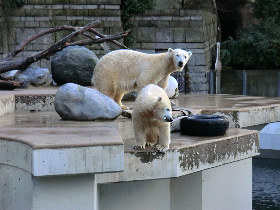 Eisbärin VILMA und Eisbärjungtier ANORI am 2. Februar 2013 im Zoo Wuppertal