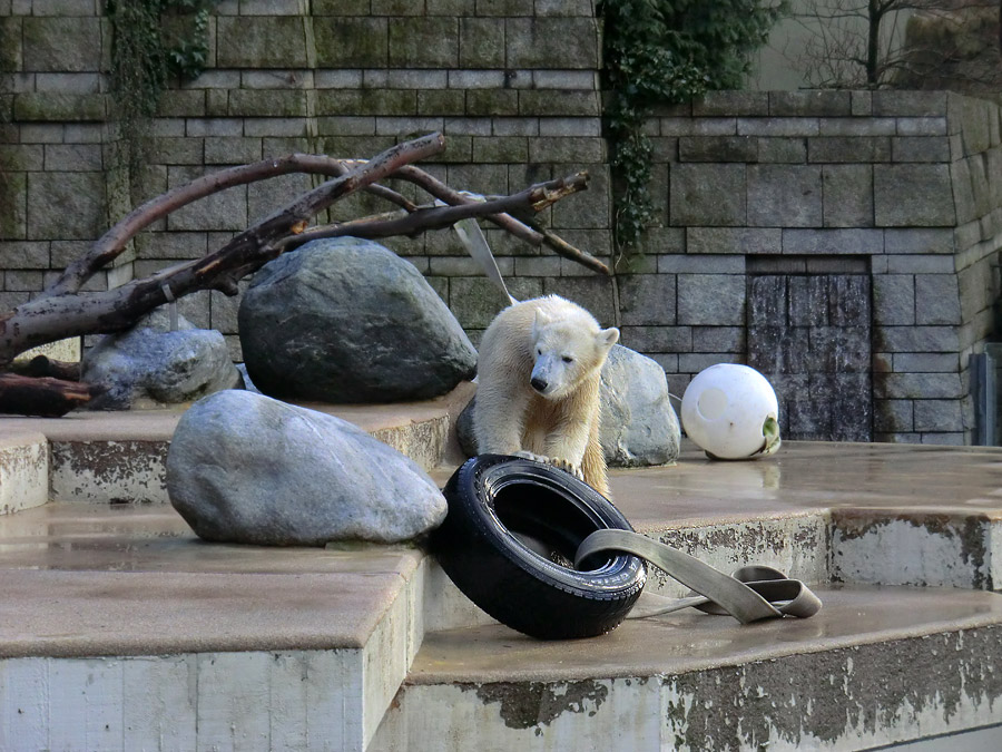 Eisbärjungtier ANORI am 2. Februar 2013 im Zoo Wuppertal