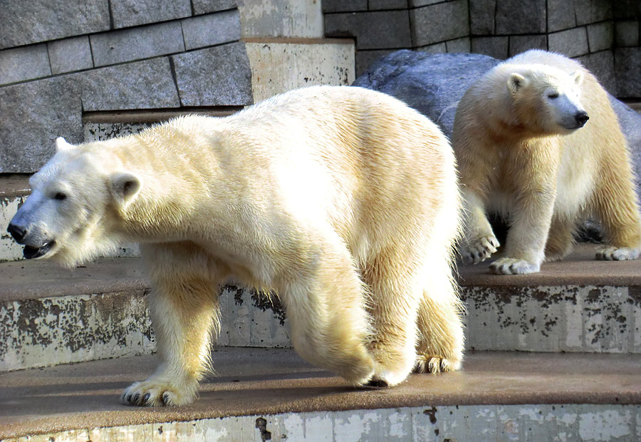 Eisbärin VILMA und Eisbärjungtier ANORI am 2. Februar 2013 im Wuppertaler Zoo