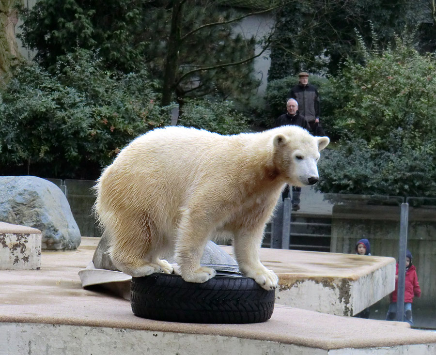 Eisbärjungtier ANORI am 3. Februar 2013 im Wuppertaler Zoo