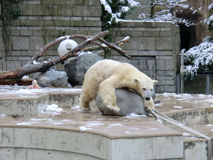 Eisbärin VILMA am 8. Februar 2013 im Zoo Wuppertal