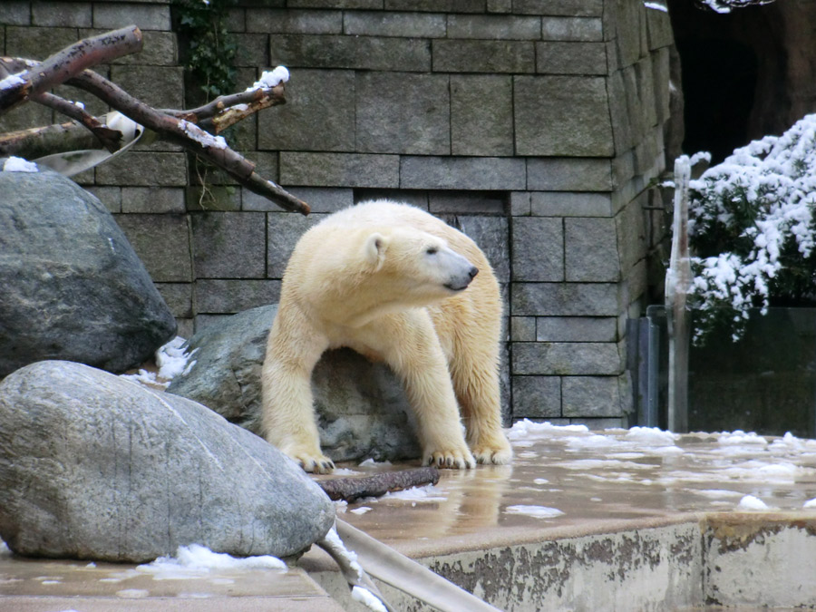 Eisbärin VILMA am 8. Februar 2013 im Wuppertaler Zoo
