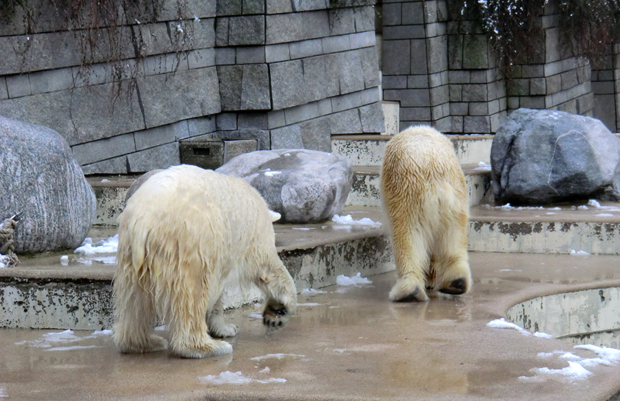 Eisbärjungtier ANORI und Eisbärin VILMA am 8. Februar 2013 im Zoo Wuppertal
