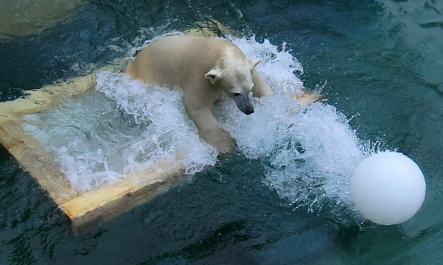 Eisbärjungtier ANORI am 8. Februar 2013 im Zoologischen Garten Wuppertal