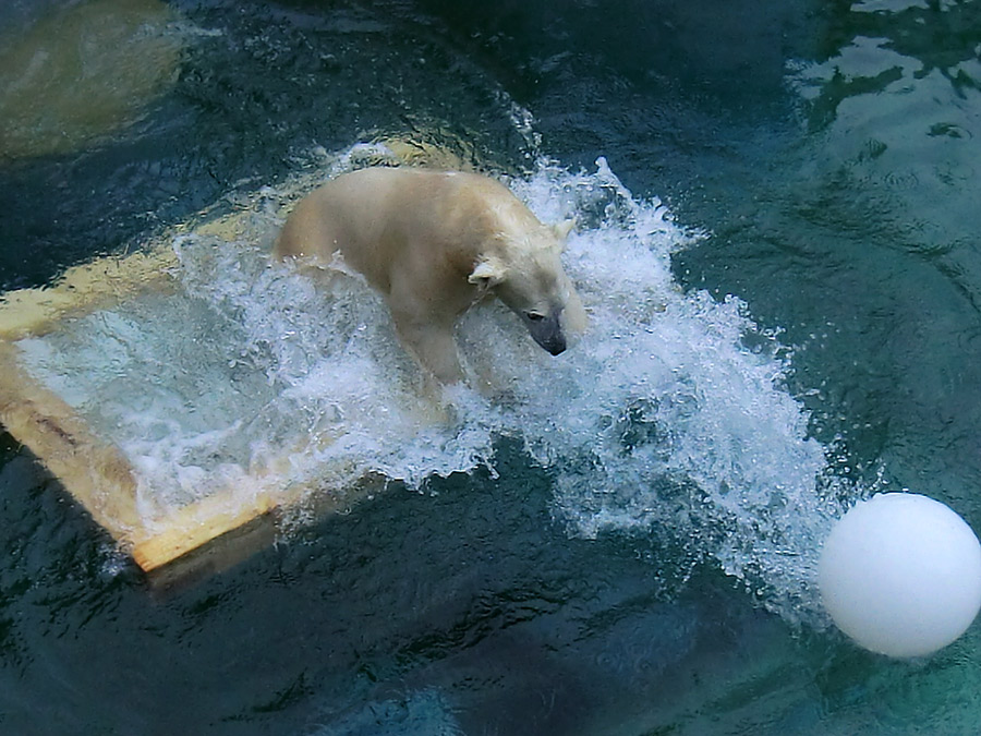 Eisbärjungtier ANORI am 8. Februar 2013 im Wuppertaler Zoo