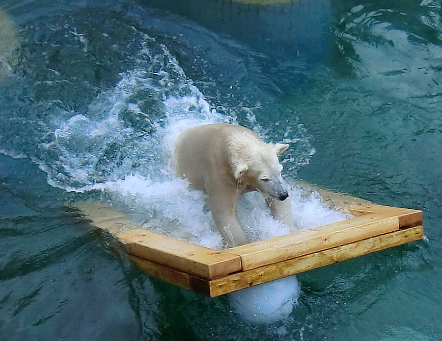 Eisbärjungtier ANORI am 8. Februar 2013 im Zoologischen Garten Wuppertal