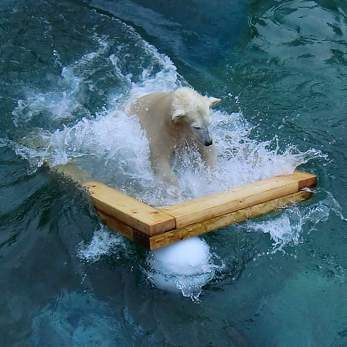 Eisbärjungtier ANORI am 8. Februar 2013 im Wuppertaler Zoo