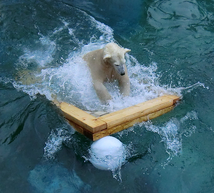 Eisbärjungtier ANORI am 8. Februar 2013 im Zoo Wuppertal