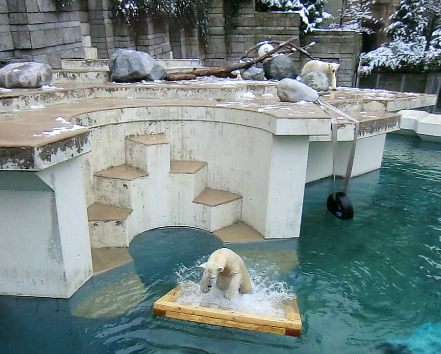 Eisbärjungtier ANORI und Eisbärin VILMA am 8. Februar 2013 im Zoologischen Garten Wuppertal