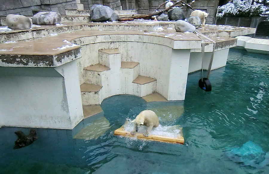 Eisbärjungtier ANORI  und Eisbärin VILMAam 8. Februar 2013 im Wuppertaler Zoo
