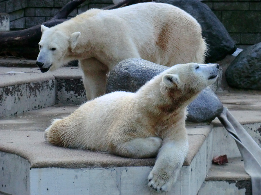 Eisbärjungtier ANORI und Eisbärin VILMA am 17. Februar 2013 im Wuppertaler Zoo