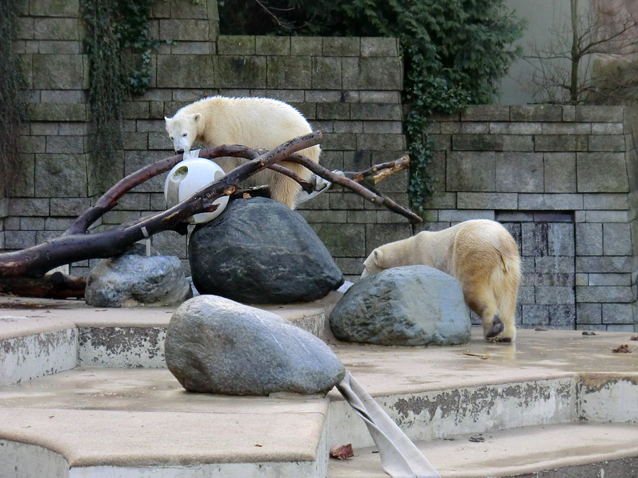Eisbärjungtier ANORI und Eisbärin VILMA am 17. Februar 2013 im Zoologischen Garten Wuppertal