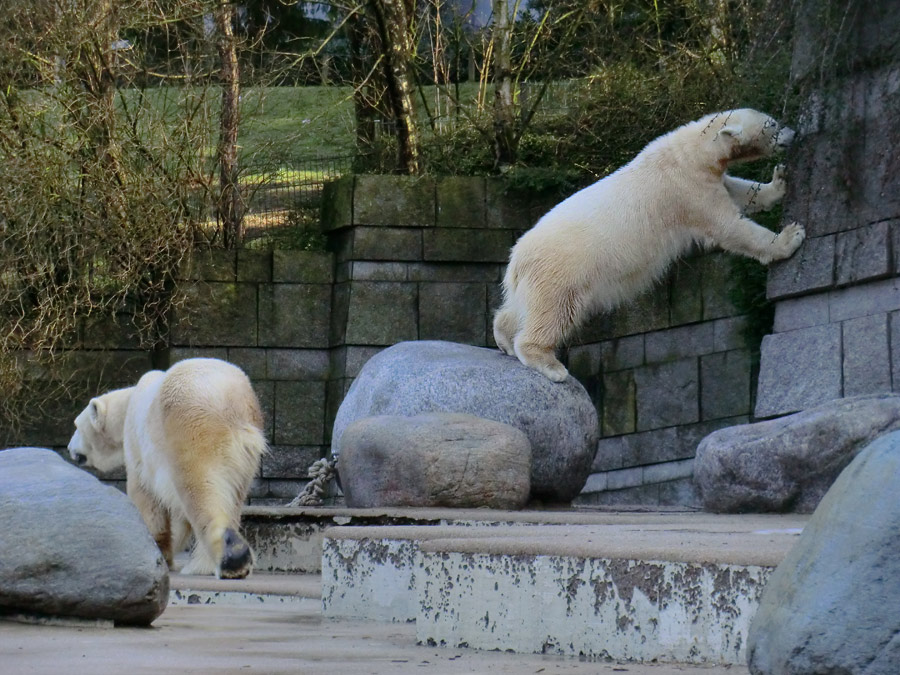 Eisbärin VILMA und Eisbärjungtier ANORI am 17. Februar 2013 im Zoologischen Garten Wuppertal
